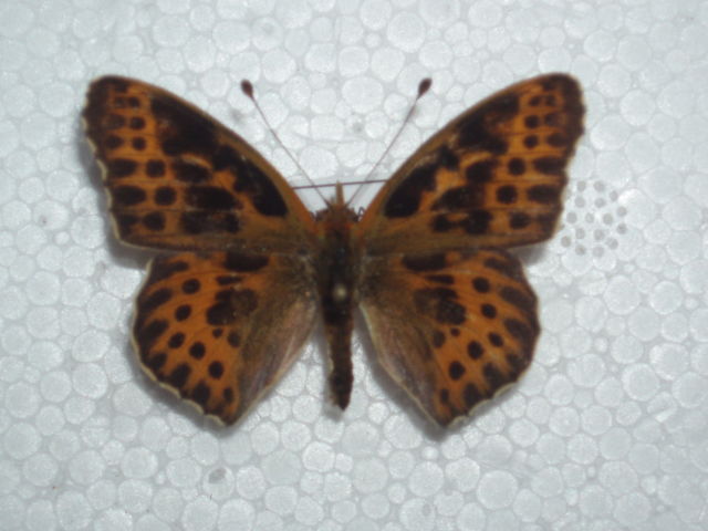 Issoria lathonia (aberration) Internet Image property of respective owner, non-commercial use only